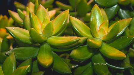 Closeup of succulent leaves. Beautiful color of succulent leaves. Nature leaves backgroundの写真素材