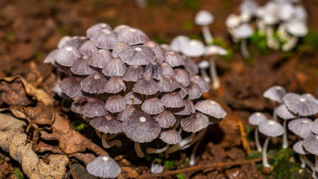 Beautiful closeup of a group of mushrooms growing on forest floor with bokeh background. Mushroom macro, Mushrooms photo, forest photo, forest backgroundの写真素材