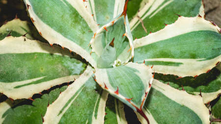 Agave potatorum kishokan with serrated edge. Beautiful desert plant.の写真素材