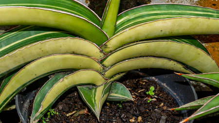 Beautiful variegated sansevieria in detail. Exotic desert plantの写真素材