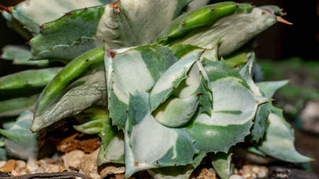 Agave Ohiraijin mediopicta alba oe dwarf butterfly agave. Beautiful succulent plantの写真素材