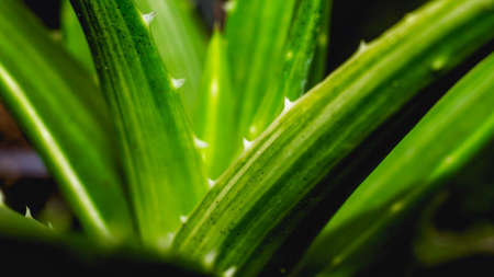 Variegated Aloe Brevifolia in detail. Exotic desert plantの写真素材