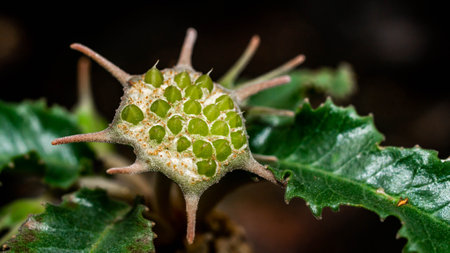 Dorstenia foetida flower as reproductive structure. Star-shaped succulent flowerの写真素材