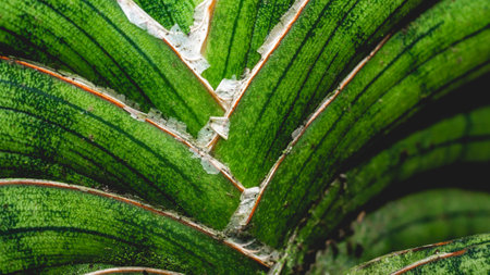 Stem of hard-leaved sansevieria in detail. Exotic desert plantの写真素材