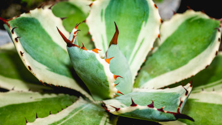 Agave potatorum kishokan with serrated edge. Beautiful desert plant.の写真素材