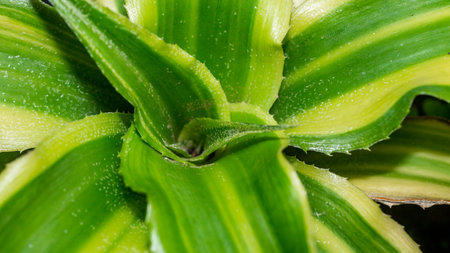 Green Criptanthus with beautiful lush leaves. Top viewed green criptanthusの写真素材