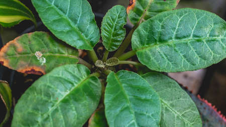 Dorstenia foetida leaves top viewed with lush green color. Beautiful succulent plantの写真素材