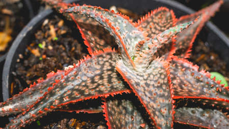 Aloe donnie in detail with red serrated leaves. Beautiful color of hybrid succulent plantの写真素材