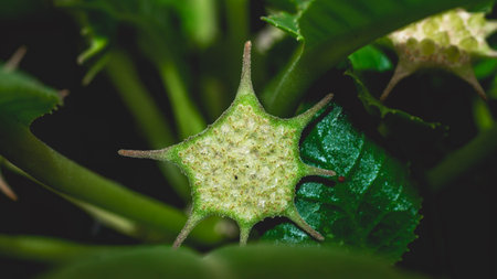 Dorstenia foetida flower as reproductive structure. Star-shaped succulent flowerの写真素材