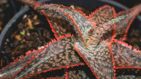 Aloe donnie in detail with red serrated leaves. Beautiful color of hybrid succulent plantの写真素材