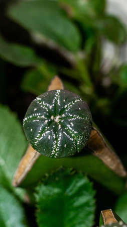 Astrophytum asterias grafted on Dragon fruit stem. Grafting technique to fasten the growth of the scionの写真素材