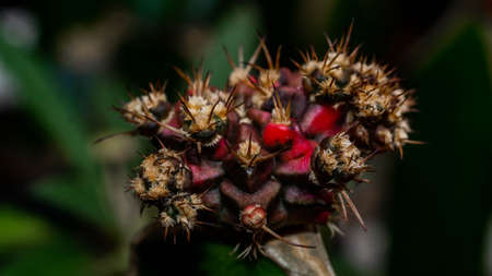 Variegated Gymnocalycium mihanovichi grafted on dragon fruit stemの写真素材