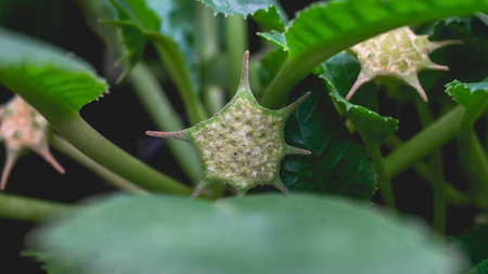 Dorstenia foetida flower as reproductive structure. Star-shaped succulent flowerの写真素材