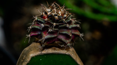 Variegated Gymnocalycium mihanovichi grafted on dragon fruit stemの写真素材
