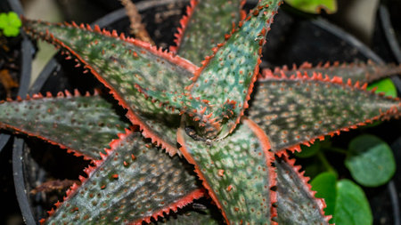Aloe donnie in detail with red serrated leaves. Beautiful color of hybrid succulent plantの写真素材