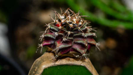 Variegated Gymnocalycium mihanovichi grafted on dragon fruit stemの写真素材