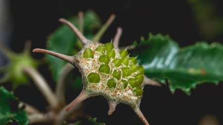 Dorstenia foetida flower as reproductive structure. Star-shaped succulent flowerの写真素材
