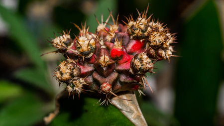 Variegated Gymnocalycium mihanovichi grafted on dragon fruit stemの写真素材