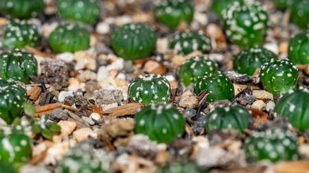 Astrophytum asterias seedlings on white gravel. Beautiful cactus seedlingsの写真素材