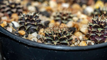Seedlings of variegated Gymnocalyciym mihanovichi cactus. Beautiful young cactus on white gravel.の写真素材