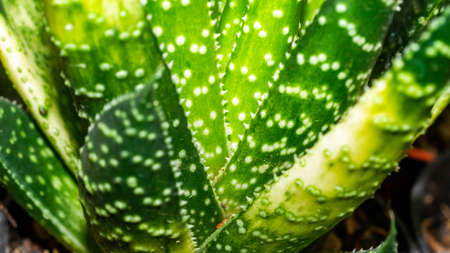 Detail closeup of Gasteria. Beautiful succulent with rough texture of leavesの写真素材