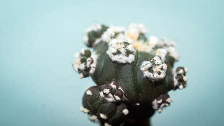 Astrophytum asterias cactus with many pupsの写真素材
