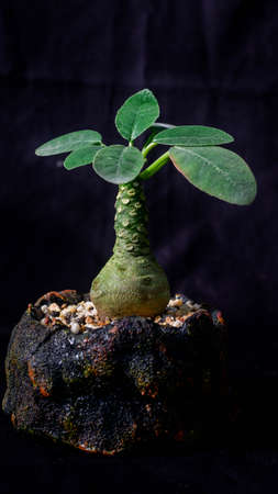 Closeup of Dorstenia foetida on dark background. Desert caudex plant on artisanal planterの写真素材