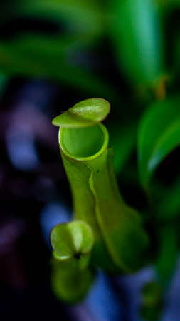 Closeup of Nepenthes gracilis on dark background.の写真素材