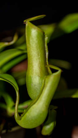 Closeup of Nepenthes gracilis on dark background.の写真素材