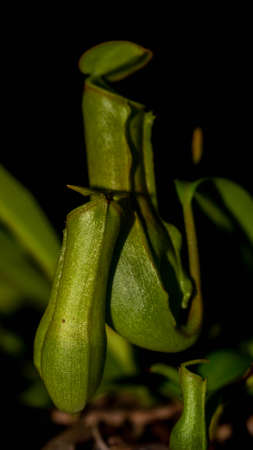 Closeup of Nepenthes gracilis on dark background.の写真素材