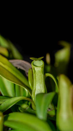 Closeup of Nepenthes gracilis on dark background.の写真素材