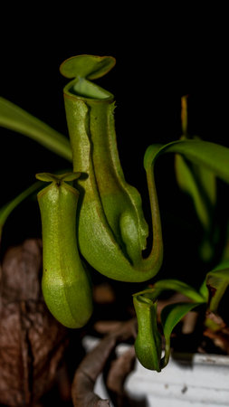 Closeup of Nepenthes gracilis on dark background.の写真素材