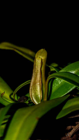 Closeup of Nepenthes gracilis on dark background.の写真素材