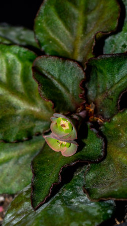 Euphorbia francoisii with flower on dark backgroundの写真素材