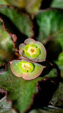 Euphorbia francoisii with flower on dark background