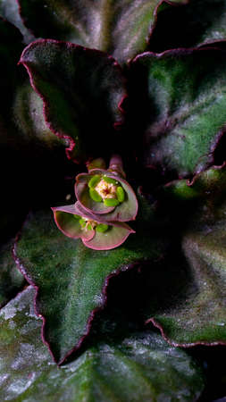 Euphorbia francoisii with flower on dark backgroundの写真素材