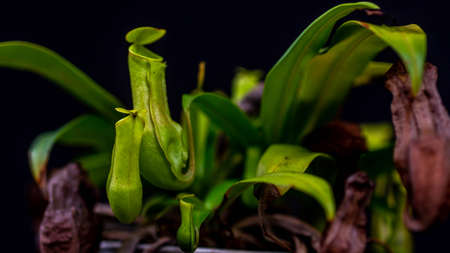 Closeup of Nepenthes gracilis on dark background.の写真素材