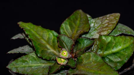 Euphorbia francoisii with flower on dark backgroundの写真素材