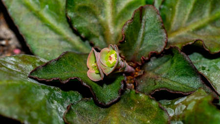 Euphorbia francoisii with flower on dark backgroundの写真素材