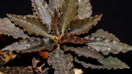 Euphorbia francoisii with curly brownish leaves on dark backgroundの写真素材