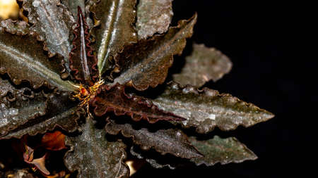 Euphorbia francoisii with curly brownish leaves on dark backgroundの写真素材