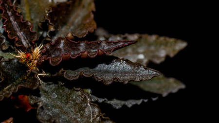 Euphorbia francoisii with curly brownish leaves on dark backgroundの写真素材