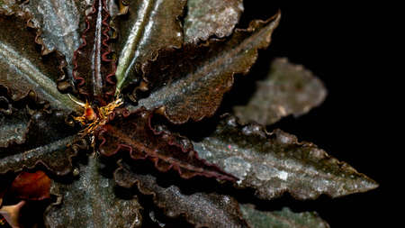 Euphorbia francoisii with curly brownish leaves on dark backgroundの写真素材