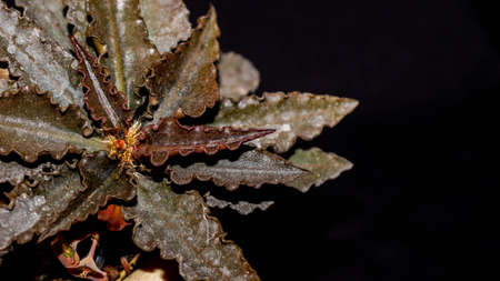 Euphorbia francoisii with curly brownish leaves on dark backgroundの写真素材