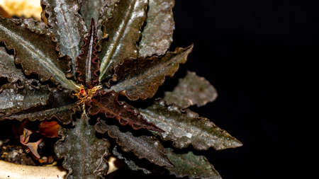 Euphorbia francoisii with curly brownish leaves on dark backgroundの写真素材
