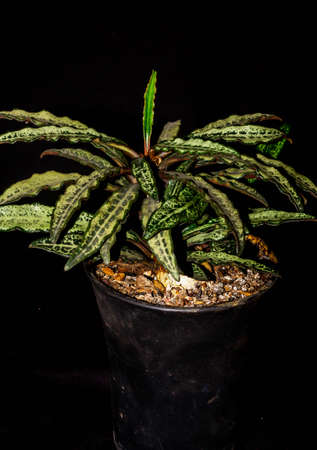 Euphorbia francoisii with curly  leaves on dark backgroundの写真素材