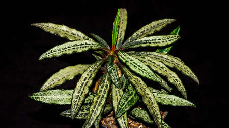 Euphorbia francoisii with curly  leaves on dark backgroundの写真素材