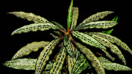 Euphorbia francoisii with curly  leaves on dark backgroundの写真素材