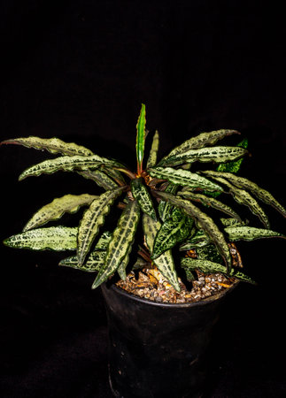 Euphorbia francoisii with curly  leaves on dark backgroundの写真素材