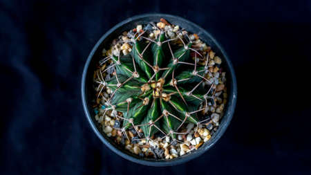 Top viewed green Gymnocalycium mihanovichi on dark backgroundの写真素材
